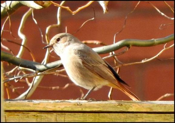 black-redstart-240217