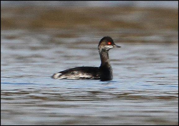 bn-grebe-240217
