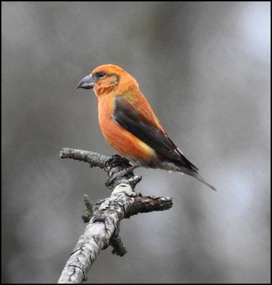 crossbill-220217