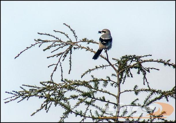 great-grey-shrike-030216