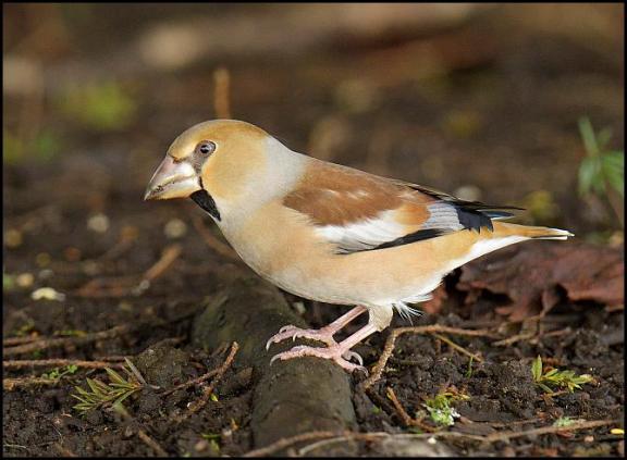 hawfinch-070217