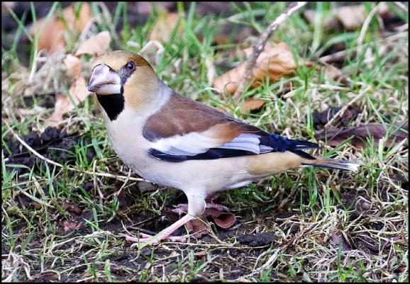 hawfinch-100217