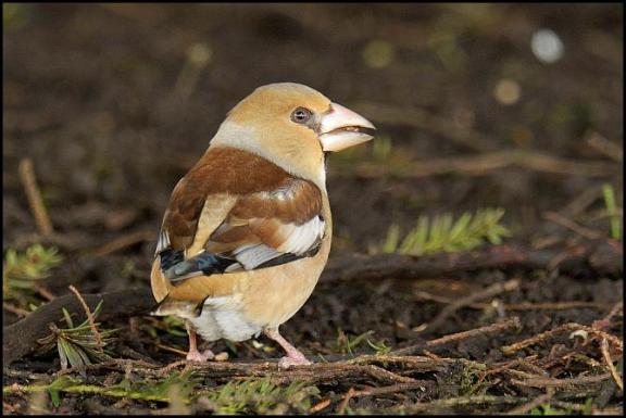 hawfinch-2-070217