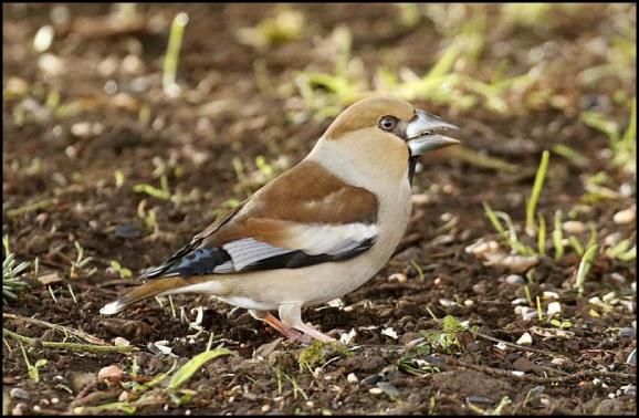 hawfinch-280217