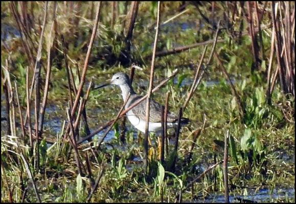 lesser-yellowlegs-070217