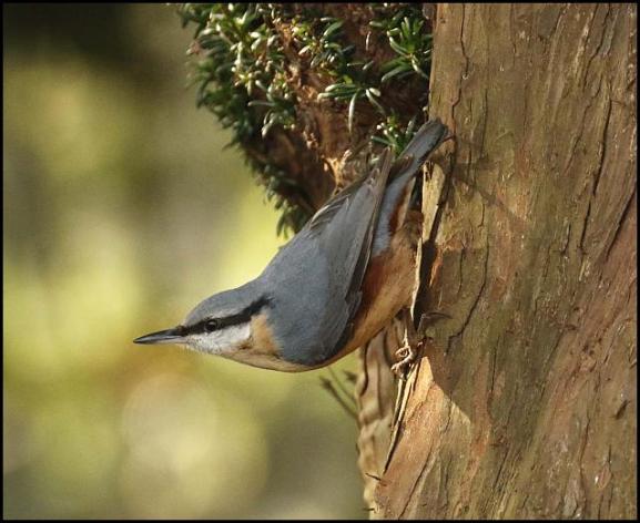 nuthatch-280217