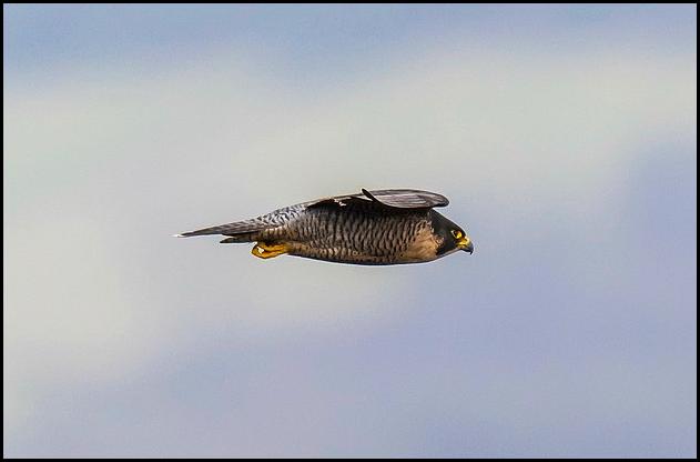 peregrine-070217