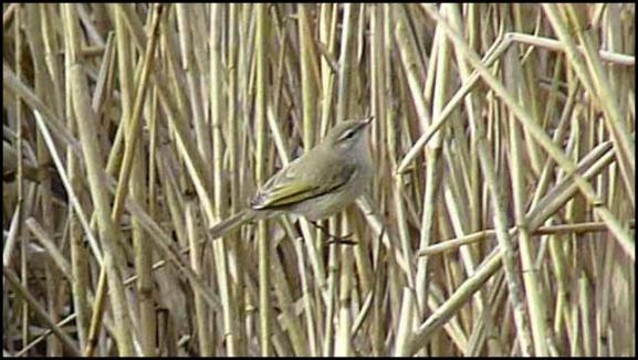 siberian-chiffchaff-190217