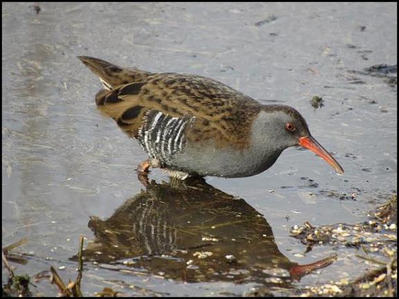 water-rail-160217