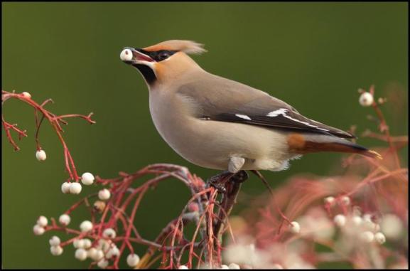 waxwing-1-050217