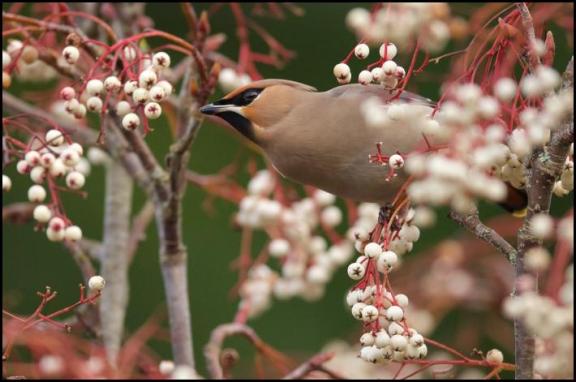 waxwing-2-050217