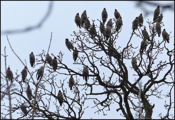 waxwings-1-250217