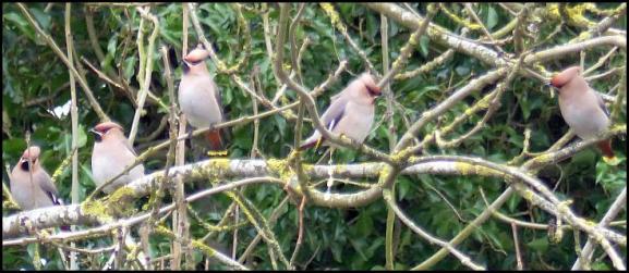 waxwings-2-250217