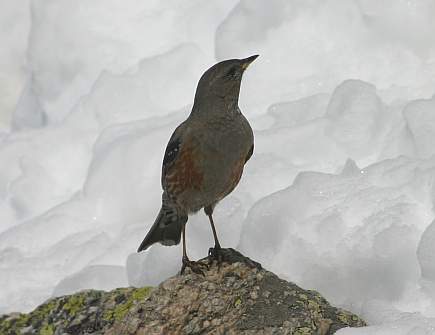 Alps - Alpine Accentor 2