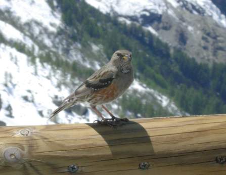 Alps - Alpine Accentor