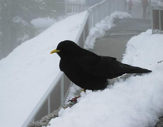 Alps - Alpine Chough