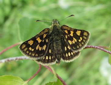 Alps - Chequered Skipper 1