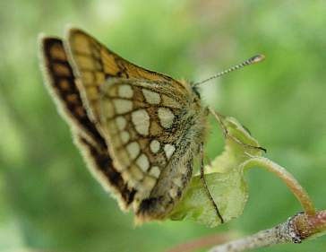 Alps - Chequered Skipper 2