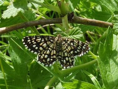 Alps - Latticed Heath