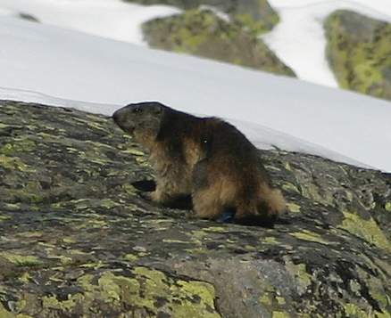 Alps - Marmot 1