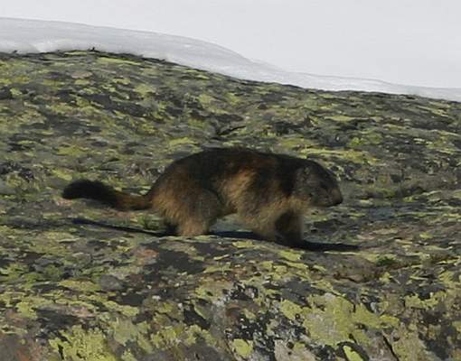 Alps - Marmot 2