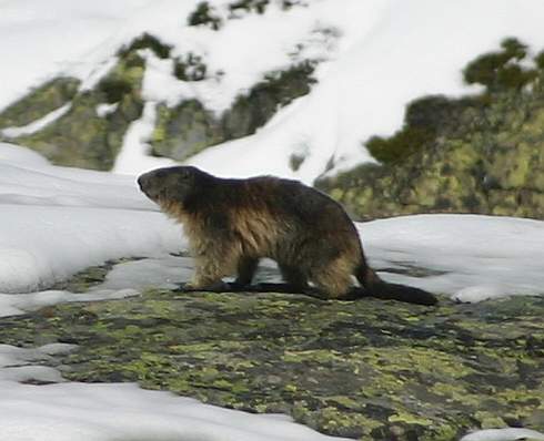 Alps - Marmot 3