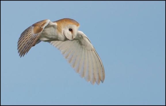Barn Owl 250317
