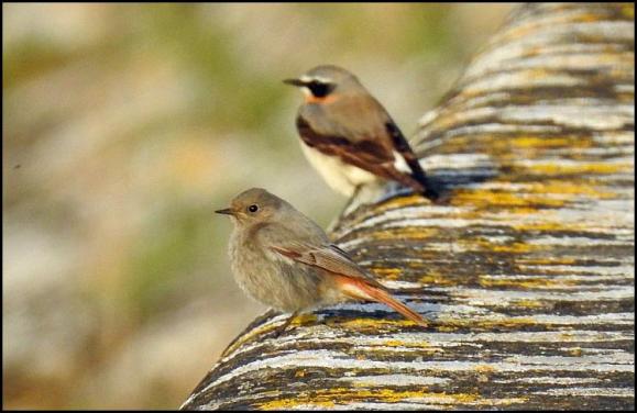 Black Redstart 130317