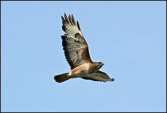Buzzard 270317