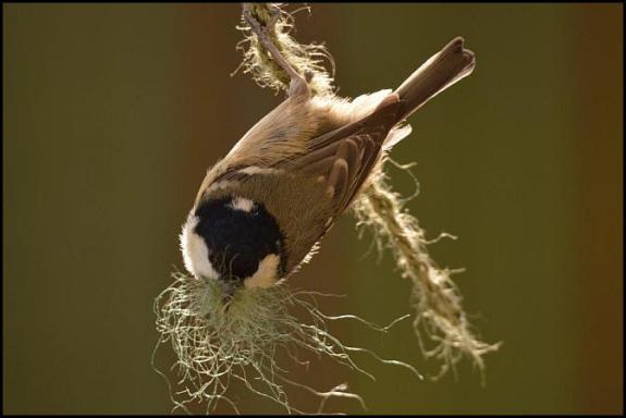 Coal Tit 260317