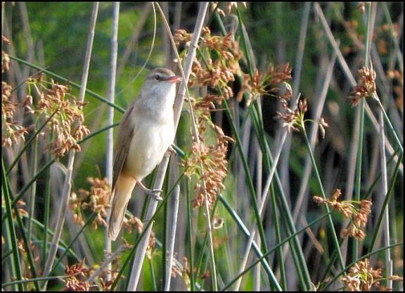 coto-great-reed-warbler