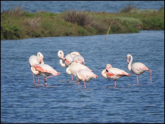 coto-greater-flamingos