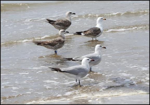 coto-gulls