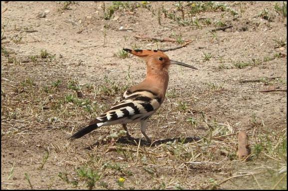 coto-hoopoe