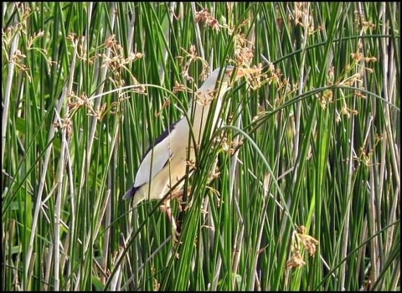coto-little-bittern