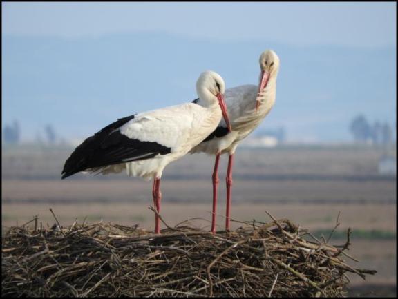 coto-white-storks