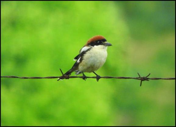 coto-woodchat-shrike