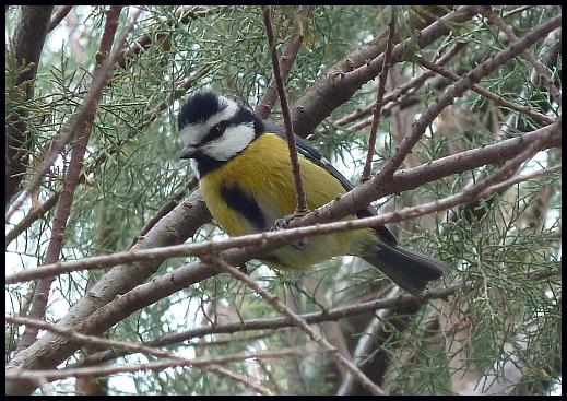 fuerte-african-blue-tit
