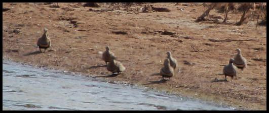 fuerte-bb-sandgrouse