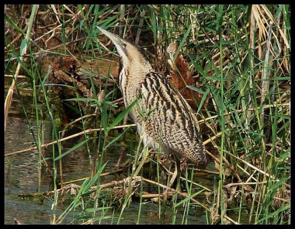 fuerte-bittern
