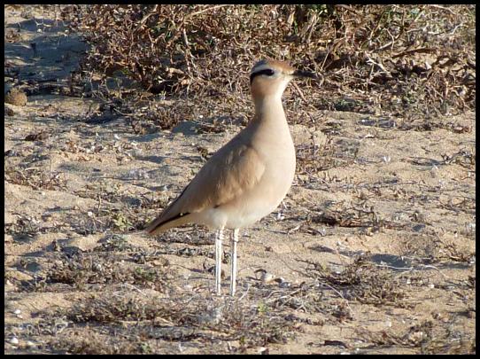 fuerte-cream-coloured-courser