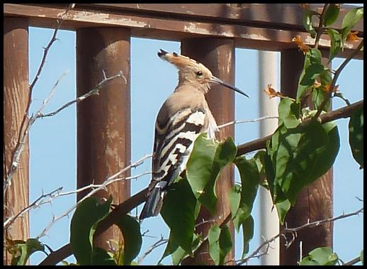 fuerte-hoopoe