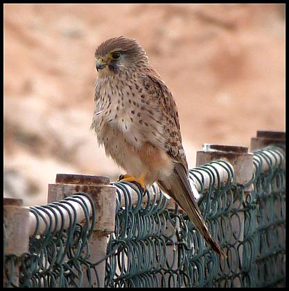 fuerte-kestrel
