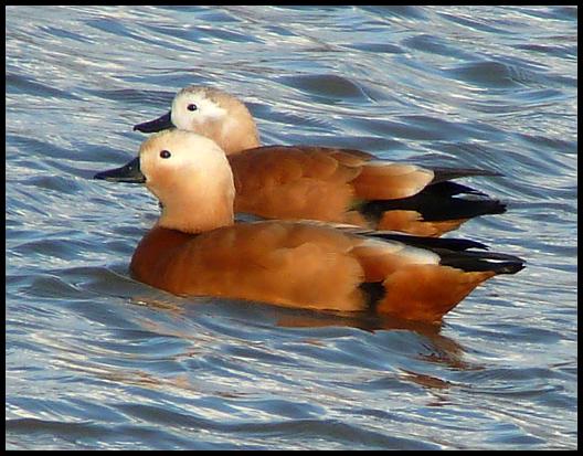 fuerte-ruddy-shelducks