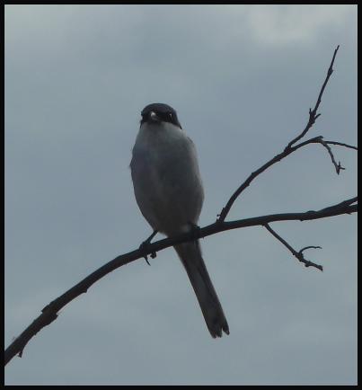 fuerte-southern-grey-shrike