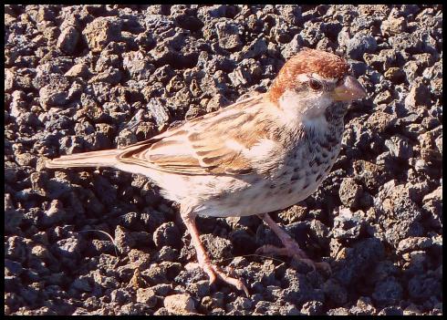 fuerte-spanish-sparrow