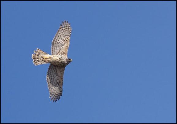 Goshawk 250317