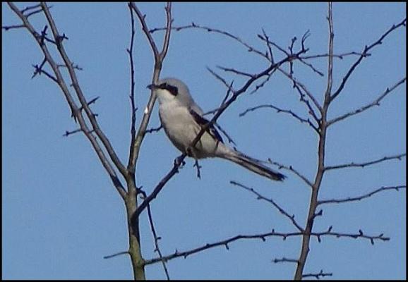 Great Grey Shrike 090317