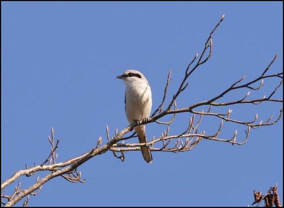 Great Grey Shrike 2 090317