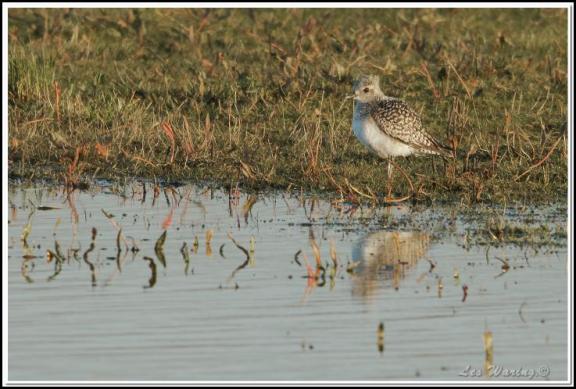 Grey Plover 260317